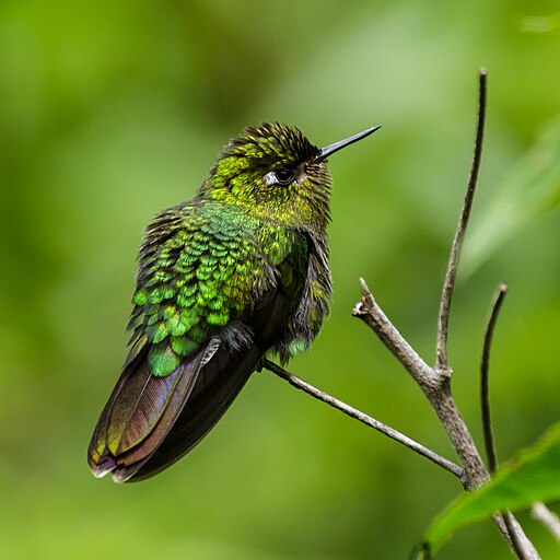 A_Tyrian_Metaltail_(Metallura_tyrianthina)_in_Peru_(cropped)