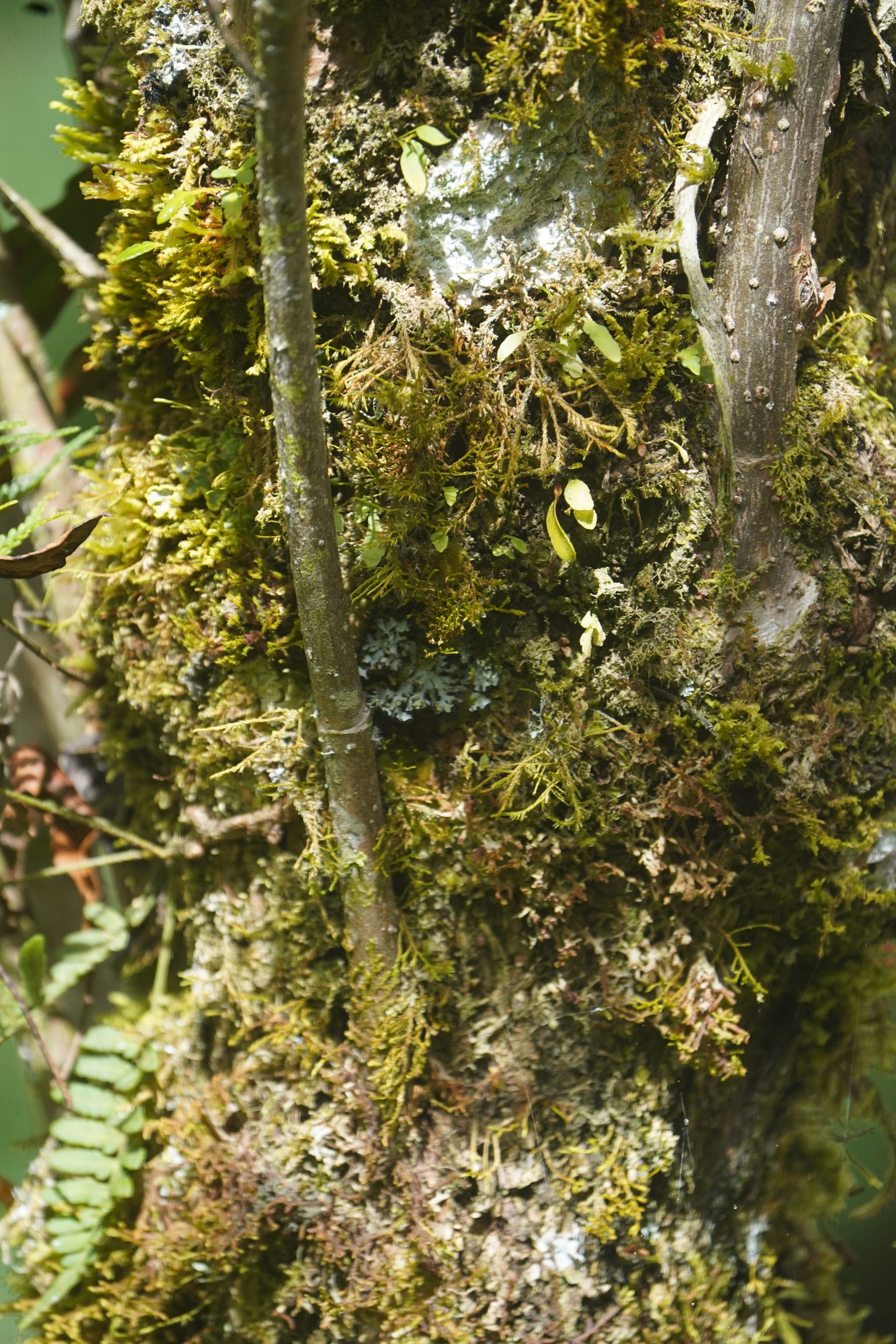 Refugio en reserva natural de la sociedad civil