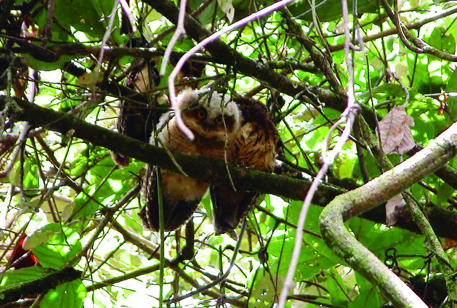 Megascops albogularis fotografiado en Rogitama en Arcabuco