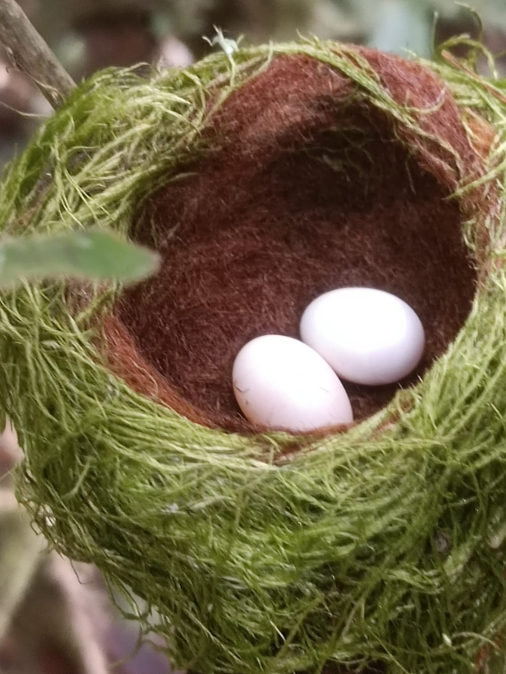 Nido de Coeligena prunellei Black inca Principe de Arcabuco En Rogitama